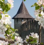 Хотинська Фортеця навесні не гірше японьских замків коло яких квітне сакура.